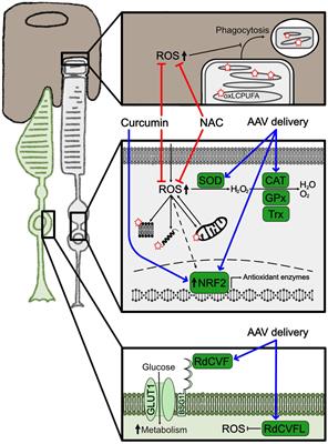 Molecular mechanisms underlying inherited photoreceptor degeneration as targets for therapeutic intervention